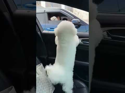 Two Bichon Frises greet each other #shorts #shortvideo #ytshorts #cute #bichonfrise #funny #pets