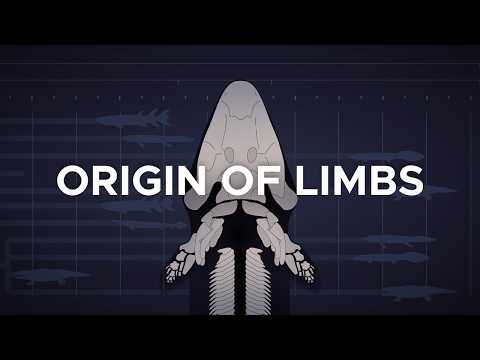 History of Tetrapods: Why All Vertebrates Have Four Limbs?