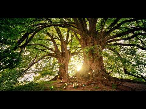 5 Minute Grounding Meditation, Connect With Earth and Nature Energy For Health and Balance
