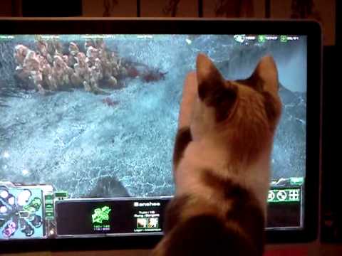 Yoona's Starcraft II