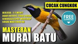 Download lagu MASTERAN MURAI BATU SUARA CUCAK CUNGKOK berjeda 1 ... mp3