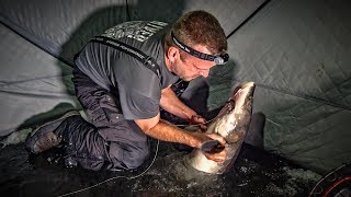 Face to Face with a DINOSAUR