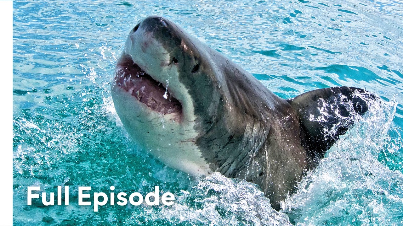 Surviving a Shark Attack: Seconds from Death | When Sharks Attack