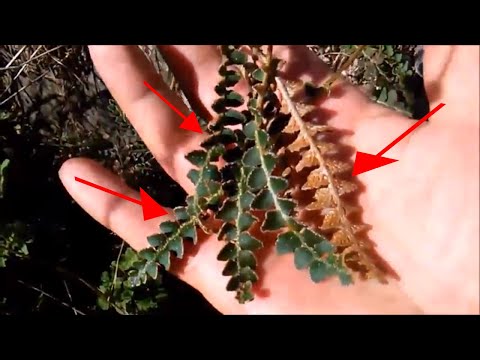 Goldengrass - Making Tea & Tincture With Rustyback Fern - Learn the Therapeutic Herbs - Tutorial Video