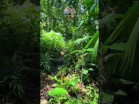 Río Negro municipio Córdoba Táchira Venezuela