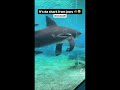 Medazelli TikTok Compilation