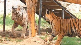 Rarest Bengal Tiger playing together | Zoological Park