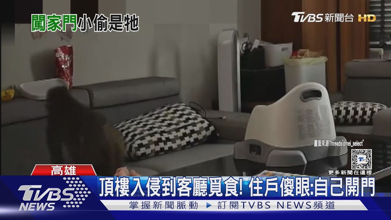從頂樓自己開門!猴子到客廳覓食 住戶調監視器看傻眼