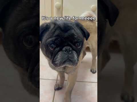 Spider pug #pug #spider