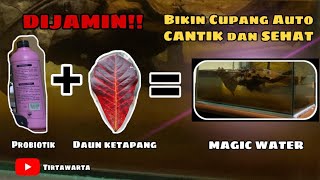 Download lagu Tutorial!!! Rahasia Daun Ketapang pada ikan hias Cupang..!! ditambahkan LARUTAN SEHAT...!!!! mp3