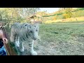 WHITE TIGER Ne Paisa Wasool Kar Diya GUJARAT SERIES Pramod Rawat