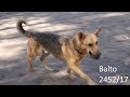 Balto 2452/17