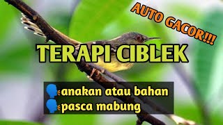 Download lagu TERAPI MALAM HARI CIBLEK AUTO GACOR mp3 Download lagu TERAPI MALAM HARI CIBLEK AUTO GACOR mp3