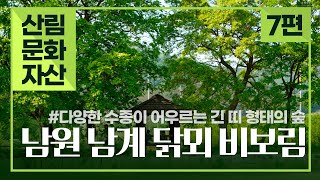 [#산림문화자산] ⑦편 다양한 수종이 어우르는 '남원 남계 닭뫼 비보림' 