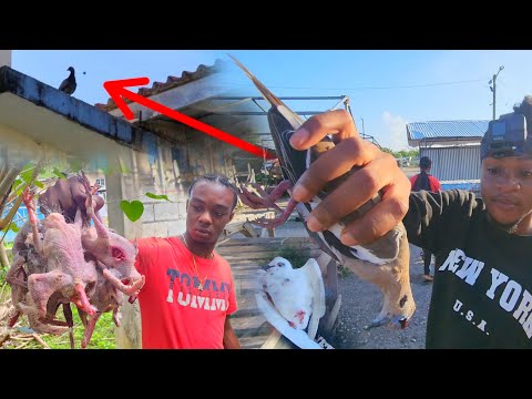 Bird Season Slingshot Common Pigeon Hunt | Epic Seen