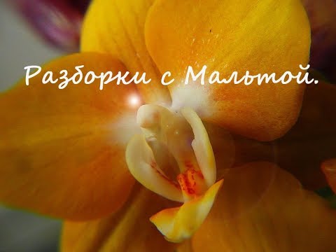 Разборки с Мальтой. Обрезали детку на цветоносе. Пересадили орху.