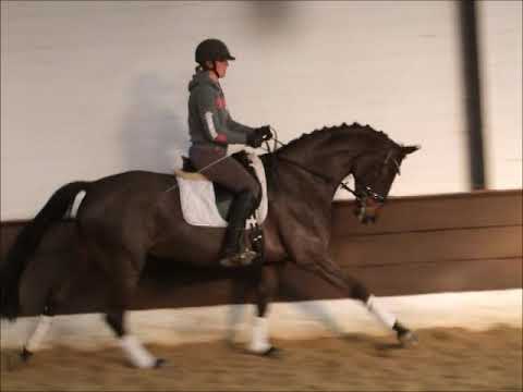 Fabulous 5j. v. Fiorissimo - Sir Donnerhall I - Sieger in Dressurpferde A