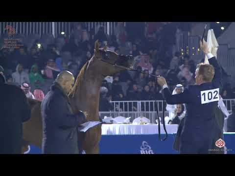 N 102 RAKHA ATHBAH   Asharqia Arabian Horse Classic 2020   Fillies 2 Years Old Class 2C