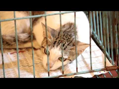 Helping Hands For Ailing Paws! - Ketto Helping Hands For Ailing Paws! - Ketto
