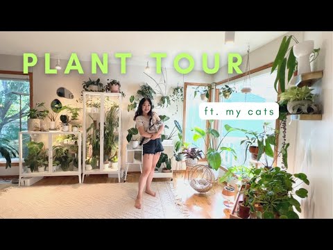 Plant Tour | my houseplant collection ft. my cats