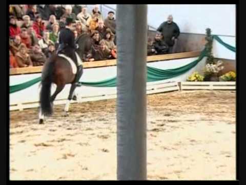 DANONE I: Hanoverian DE NIRO stallion by www.equine-evolution.com