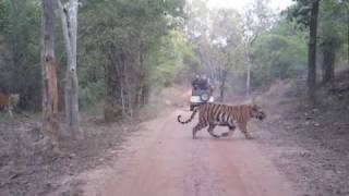 preview picture of video 'Tigers at Bandhavgarh, India'