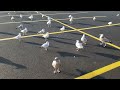 Seagulls At Walmart Parking Lot