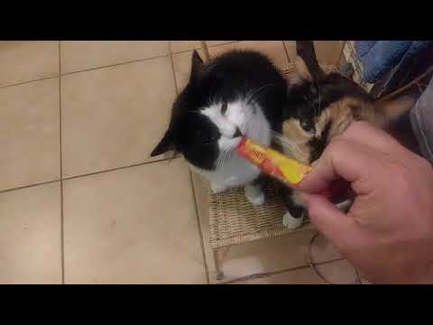 Kitties inspecting the goodies