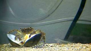 granchio mangia vongola.avi