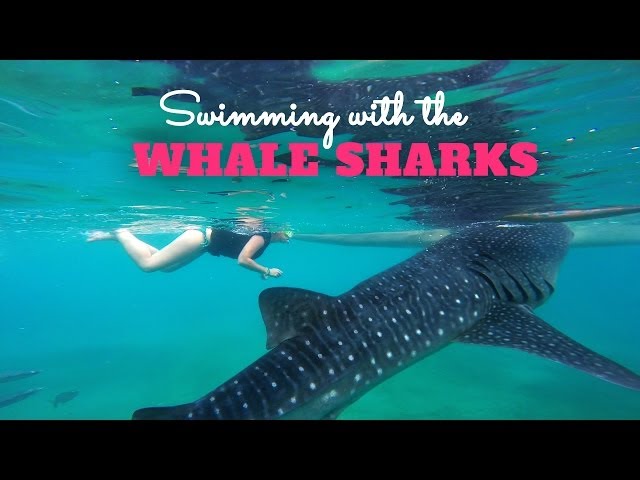 Snorkeling with Whale Sharks in Oslob Philippines [ GoPro Hero 3+ Black ]