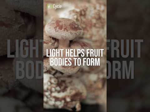 Do Mushrooms Need Light to Grow? | GroCycle #shorts