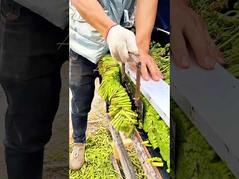 DIY Fern Trimming Tool: A crisp, fragrant wild veggie loved in springtime meals