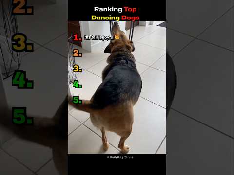 The ultimate dog dance battle 🐶🕺🔥#dogranking #funnydogs #dogmoments #dogreaction #dancingdogs