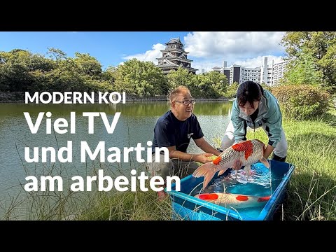 Neue Konishi Koi am Hiroshima Castle | Modern Koi Blog Japan #7695