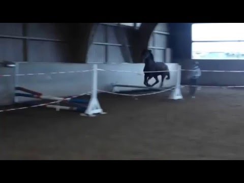 5-jährige Stute von Legolas/Calido