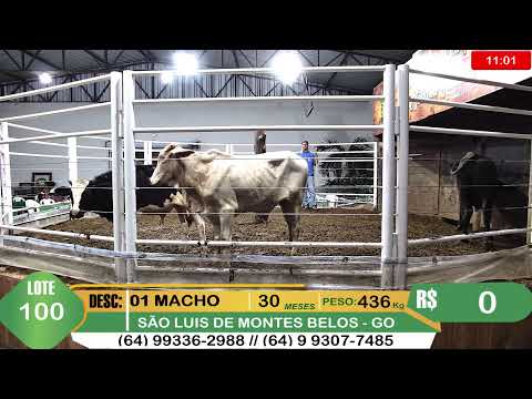 BRASIL LEILÕES - SÃO LUIS DE MONTES BELOS - GO -01/04/2026