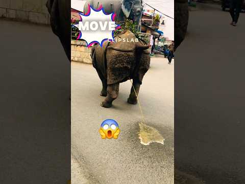 RHINO Flooding the Street | Rhino Peeing | Funny shorts | Rhino Facts | #rhino #animals #funnyvideo