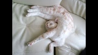 Приколы с животьными коты собаки 2018