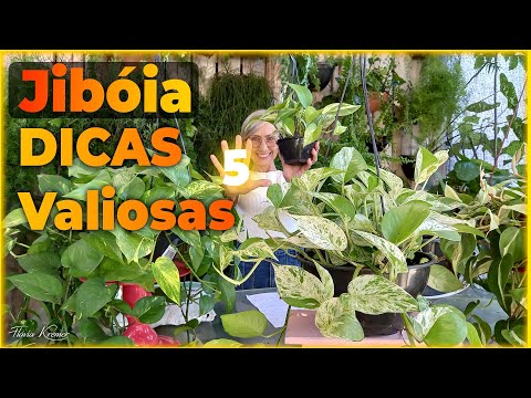 Aprenda a cuidar da planta JIBOIA com 5 dicas valiosas | Flávia Kremer