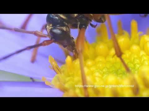 交尾しながら花粉を食べるヨツスジハナカミキリのメス