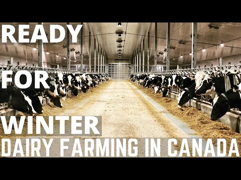 Putting Our Cow Barns Into Winter Mode!