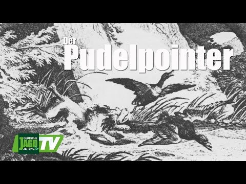 Poodle Pointer - in training and on the hunt