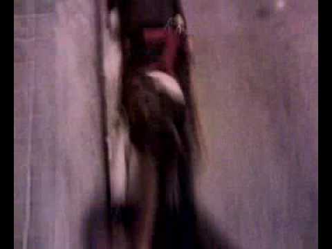 Daira(Bull dog frances) y Thor (Pit bull)