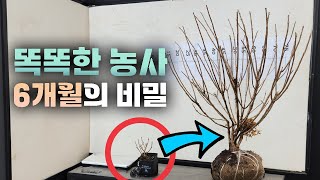 6개월 농사 성공의 비결 , 최단기간 성장과 고수익 금액의 노하우를 공개합니다