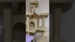 キャットタワーで遊ぶつきひちゃん