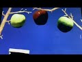 Sesame Street Apple A Riddle