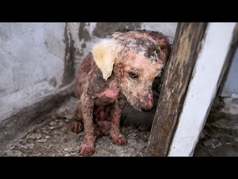 Beaten And Thrown Away, This Puppy Hid By A Trash Can Until One Boy Changed Everything