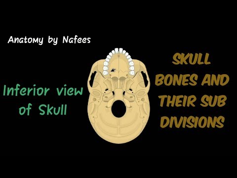 Inferior view of the Skull | Base of Skull | Skull Anatomy |