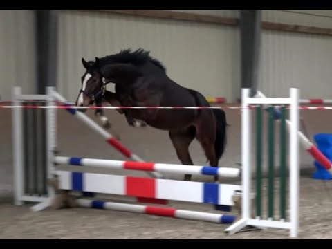 *2017 Hengst von Hickstead White - Cassillias SOLD!!!