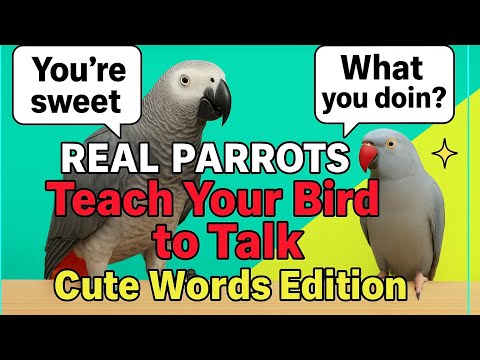 REAL PARROTS Teach Your Bird to Talk! 🦜 2H Cute Common Words Ringneck & African Grey Training 